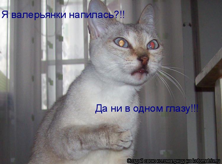 Котоматрица: Я валерьянки напилась?!! Да ни в одном глазу!!!