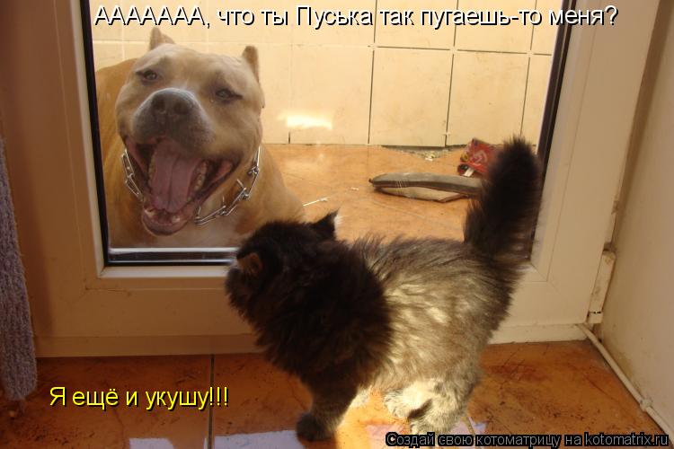 Котоматрица: ААААААА, что ты Пуська так пугаешь-то меня ААААААА, что ты Пуська так пугаешь-то меня? Я ещё и укушу!!!
