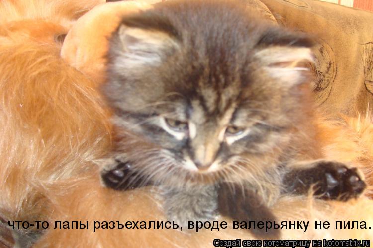 Котоматрица: что-то лапы разъехались, вроде валерьянку не пила...