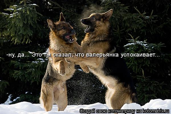 Котоматрица: -ну, да... Это ты сказал, что валерьянка успокаивает...