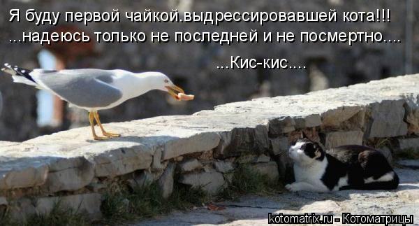 Я буду первой чайкой.выдрессировавшей кота!!! ...надеюсь только не последней и не посмертно.... ...Ки... Котоматрица: Я буду первой чайкой.выдрессировавшей кота!!! ...надеюсь только не последней и не посмертно.... ...Кис-кис....
