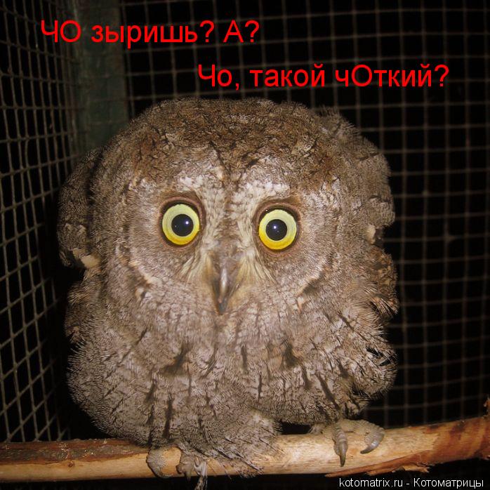 Котоматрица: ЧО зыришь? А? Чо, такой чОткий?