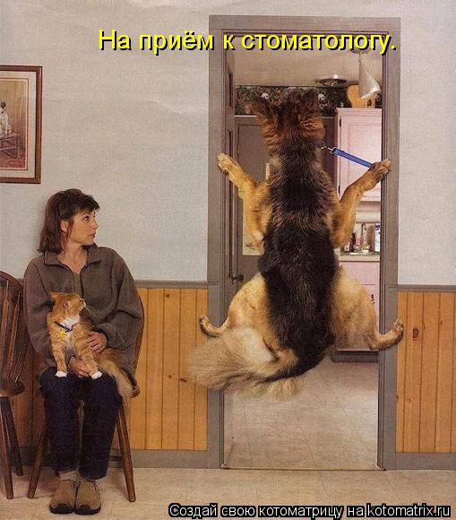 На приём к стоматологу.... Котоматрица: На приём к стоматологу.