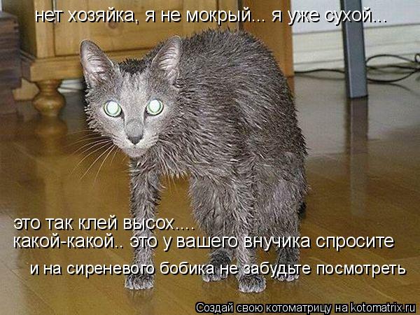 нет хозяйка, я не мокрый... я уже сухой... это так клей высох.... какой-какой.. это у вашего внучика... Котоматрица: нет хозяйка, я не мокрый... я уже сухой... это так клей высох.... какой-какой.. это у вашего внучика спросите и на сиреневого бобика не забудьте п
