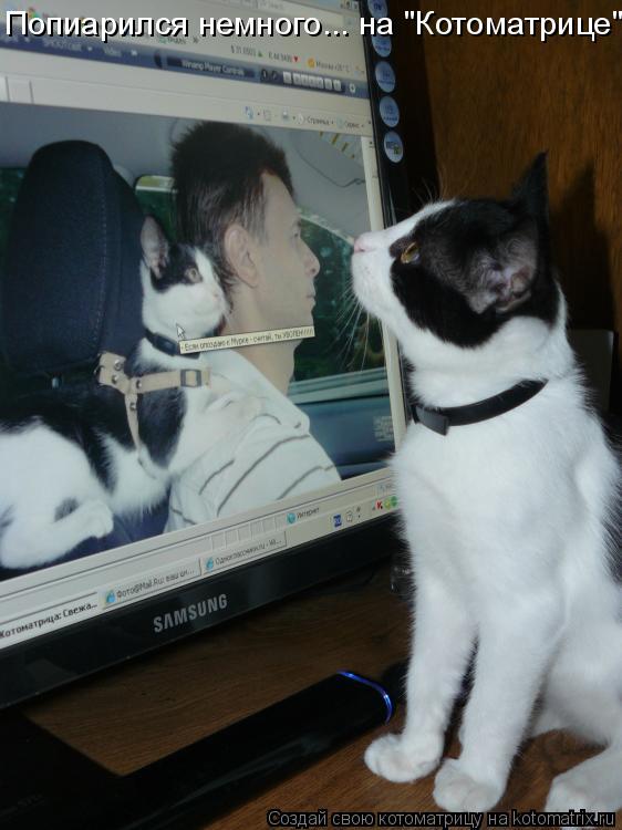 Котоматрица: Попиарился немного... на "Котоматрице"