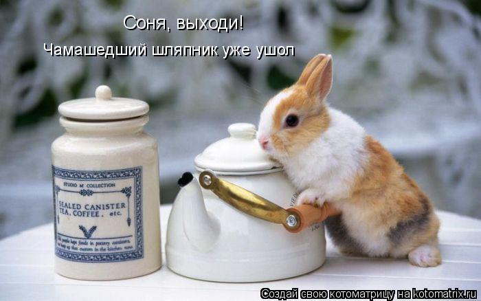 Котоматрица: Соня, выходи! Чамашедший шляпник уже ушол