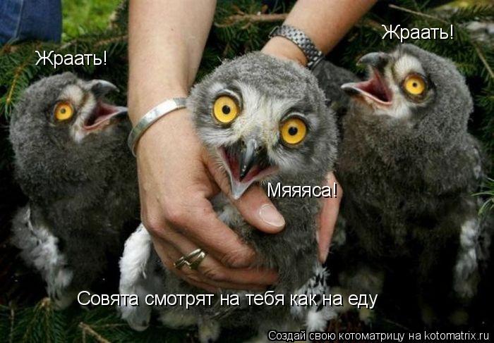 Котоматрица: Жраать! Жраать! Совята смотрят на тебя как на еду Мяяяса!