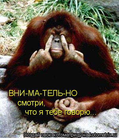 Котоматрица: ВНИ-МА-ТЕЛЬ-НО смотри, что я тебе говорю...