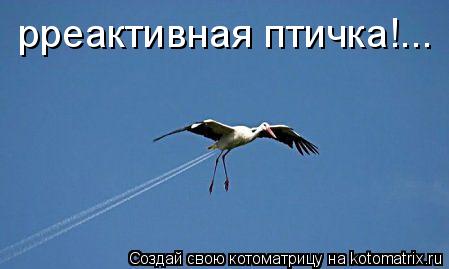 Котоматрица: рреактивная птичка!...