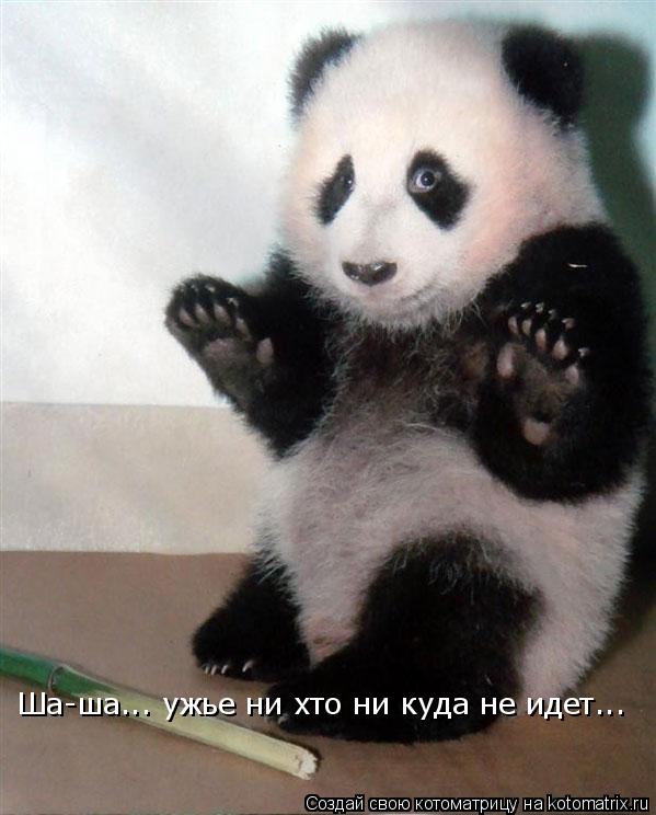 Котоматрица: Ша-ша... ужье ни хто ни куда не идет...