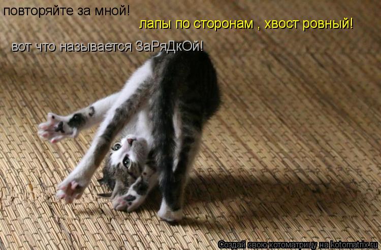Котоматрица: повторяйте за мной!  лапы по сторонам , хвост ровный! вот что называется ЗаРяДкОй!