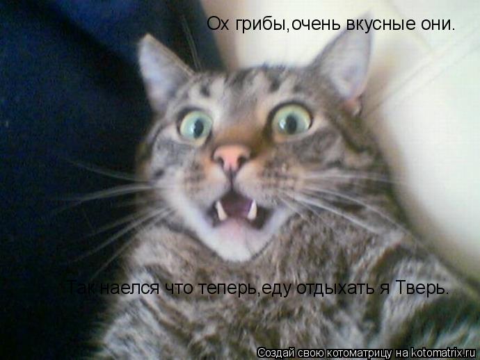 Котоматрица: Ох грибы,очень вкусные они. Так наелся что теперь,еду отдыхать я Тверь.