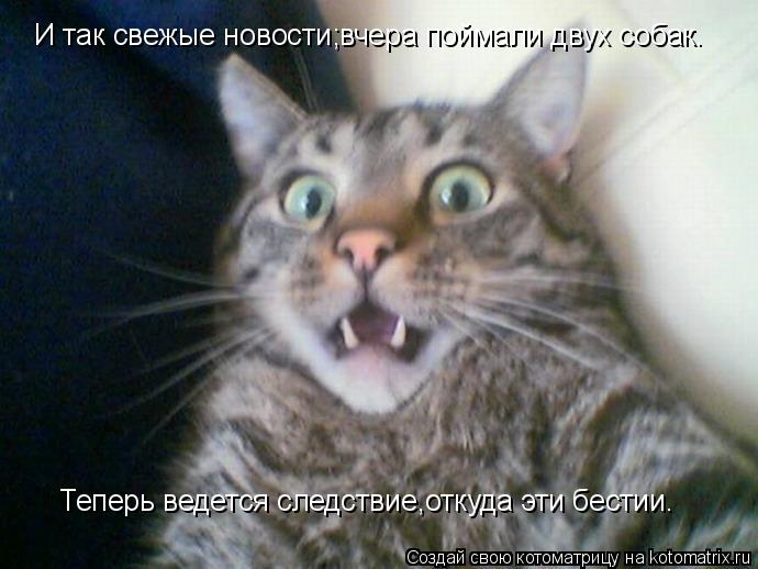 Котоматрица: Теперь ведется следствие,откуда эти бестии. И так свежые новости;вчера поймали двух собак.