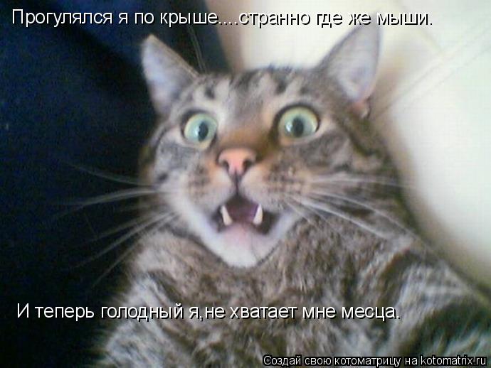 Котоматрица: Прогулялся я по крыше....странно где же мыши. И теперь голодный я,не хватает мне месца.