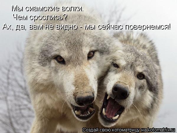 Котоматрица: Мы сиамские волки. Чем срослись? Ах, да, вам не видно - мы сейчас повернемся!