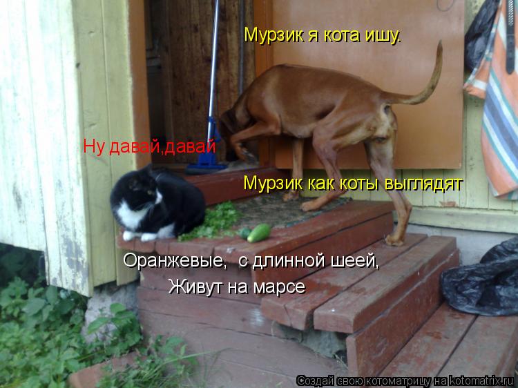 Котоматрица: Мурзик я кота ишу.  Ну давай,давай Мурзик как коты выглядят Оранжевые,  с длинной шеей,  Живут на марсе