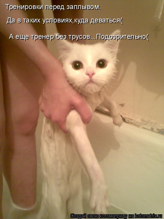 Котоматрица: Тренировки перед заплывом. Да в таких условиях,куда деваться( А еще тренер без трусов...Подозрительно(