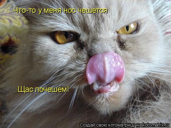 Котоматрица: Что-то у меня нос чешется Щас почешем!