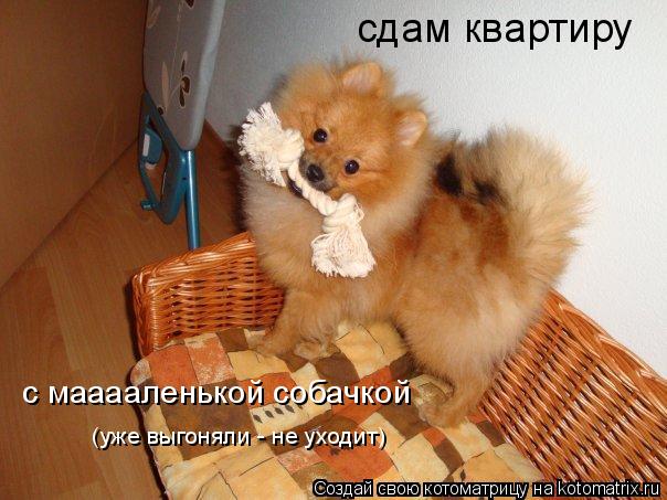 сдам квартиру с мааааленькой собачкой (уже выгоняли - не уходит)... Котоматрица: сдам квартиру с мааааленькой собачкой (уже выгоняли - не уходит)