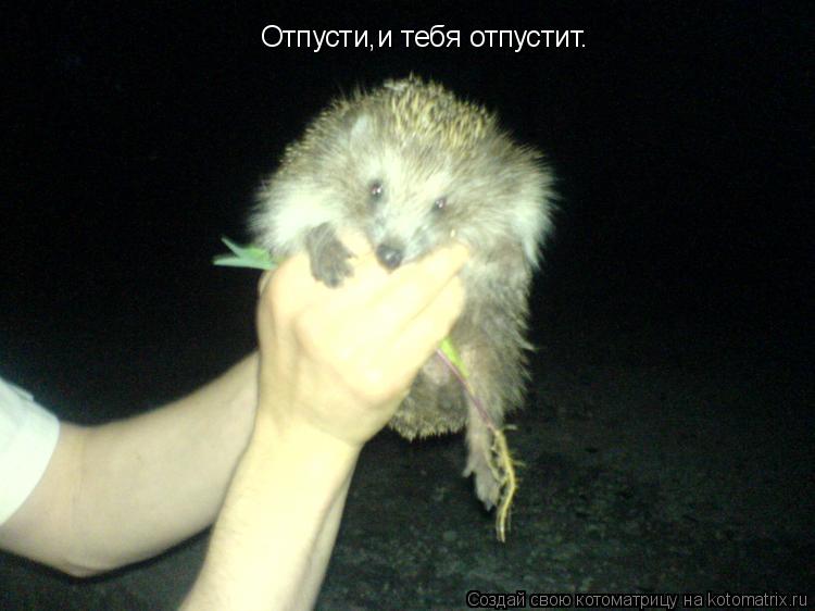 Котоматрица: Отпусти,и тебя отпустит.
