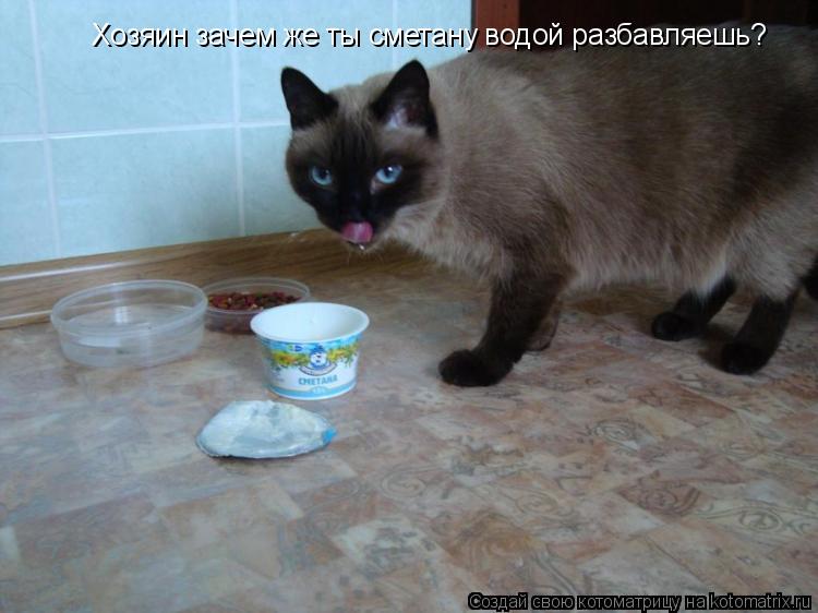 Котоматрица: Хозяин зачем же ты сметану водой разбавляешь?