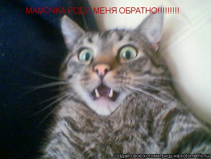 Котоматрица: МАМОЧКА РОДИ МЕНЯ ОБРАТНО!!!!!!!!!