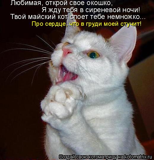 Твой майский кот споет тебе немножко... Про сердце, что в груди моей стучит! Я жду тебя в сиреневой н... Котоматрица: Твой майский кот споет тебе немножко... Про сердце, что в груди моей стучит! Я жду тебя в сиреневой ночи! Любимая, открой свое окошко,