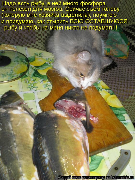 Надо есть рыбу, в ней много фосфора, он полезен для мозгов. Сейчас съем голову (которую мне хозяйка ... Котоматрица: Надо есть рыбу, в ней много фосфора, он полезен для мозгов. Сейчас съем голову (которую мне хозяйка выделила), поумнею и придумаю, как стырит