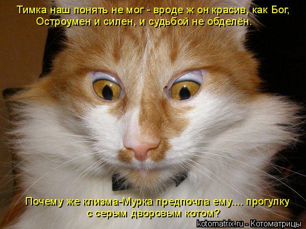 Котоматрица: Тимка наш понять не мог - вроде ж он красив, как Бог, Остроумен и силен, и судьбой не обделён. с серым дворовым котом? Почему же клизма-Мурка пр
