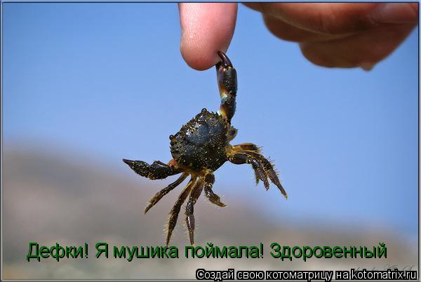 Котоматрица: Дефки! Я мушика поймала! Здоровенный