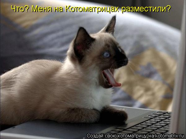 Котоматрица: Что? Меня на Котоматрицах разместили?
