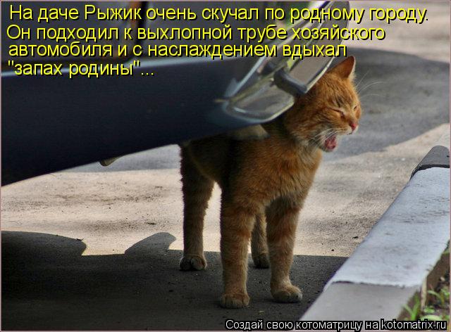 На даче Рыжик очень скучал по родному городу. Он подходил к выхлопной трубе хозяйского автомобиля и с... Котоматрица: На даче Рыжик очень скучал по родному городу. Он подходил к выхлопной трубе хозяйского автомобиля и с наслаждением вдыхал "запах родины"...