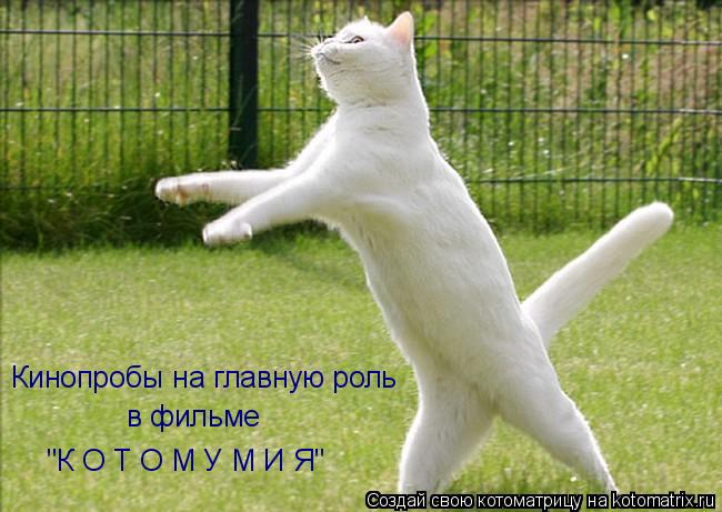 Котоматрица: Кинопробы на главную роль в фильме "К О Т О М У М И Я"