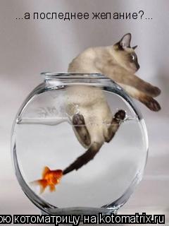 Котоматрица: ...а последнее желание?...