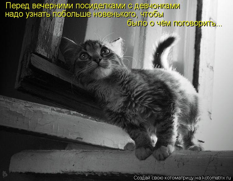 Котоматрица: Перед вечерними посиделками с девчонками надо узнать побольше новенького, чтобы было о чём поговорить...