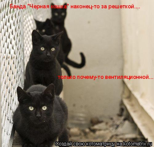 Банда "Черная кошка" наконец-то за решеткой.... только почему-то вентиляционной...... Котоматрица: Банда "Черная кошка" наконец-то за решеткой.... только почему-то вентиляционной...
