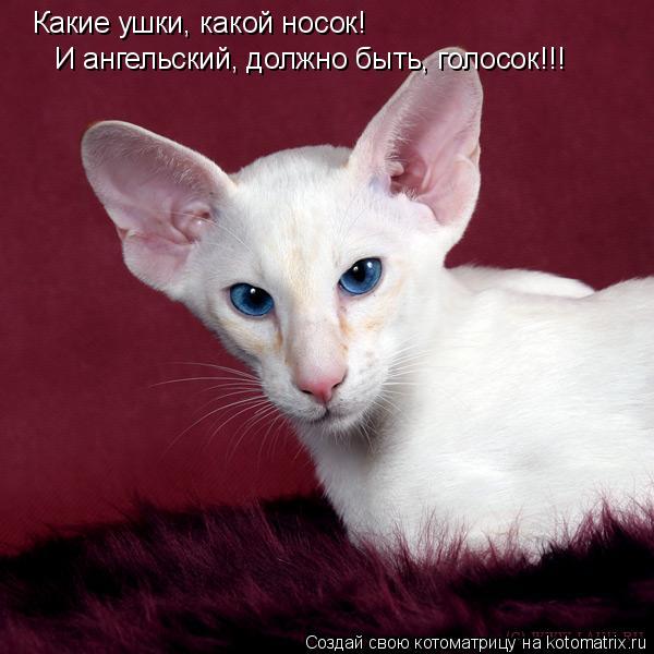 Какие ушки, какой носок! И ангельский, должно быть, голосок!!!... Котоматрица: Какие ушки, какой носок! И ангельский, должно быть, голосок!!!