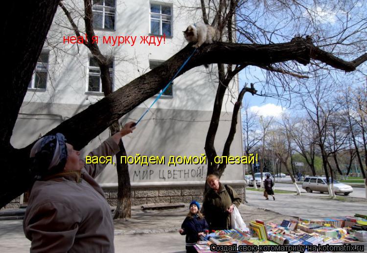 вася, пойдем домой ,слезай! неа! я мурку жду!... Котоматрица: вася, пойдем домой ,слезай! неа! я мурку жду!