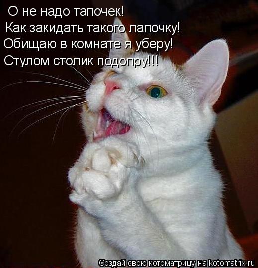 О не надо тапочек! Как закидать такого лапочку! Обищаю в комнате я уберу! Стулом столик подопру!!!... Котоматрица: О не надо тапочек! Как закидать такого лапочку! Обищаю в комнате я уберу! Стулом столик подопру!!!