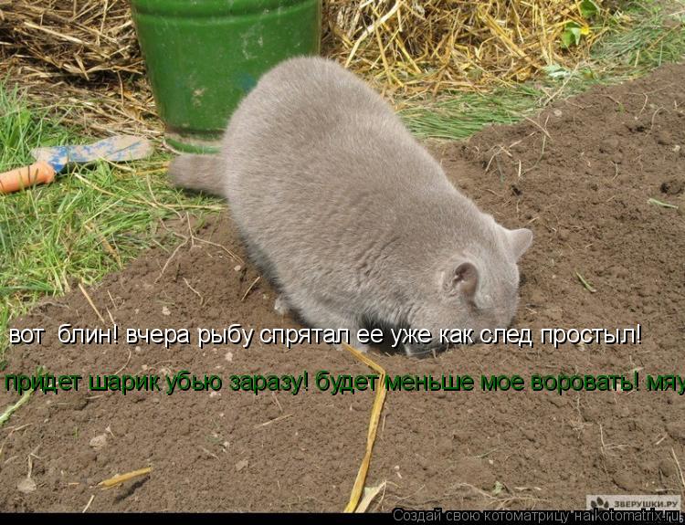 вот блин! вчера рыбу спрятал ее уже как след простыл! придет шарик убью заразу! будет меньше мое вор... Котоматрица: вот блин! вчера рыбу спрятал ее уже как след простыл! придет шарик убью заразу! будет меньше мое воровать! мяу!