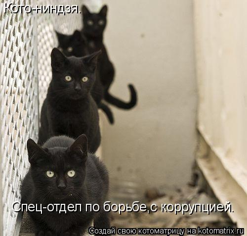 Котоматрица: Кото-ниндзя. Спец-отдел по борьбе,с коррупцией.