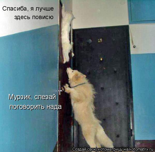 Котоматрица: Мурзик, слезай поговорить нада Спасиба, я лучше  здесь повисю