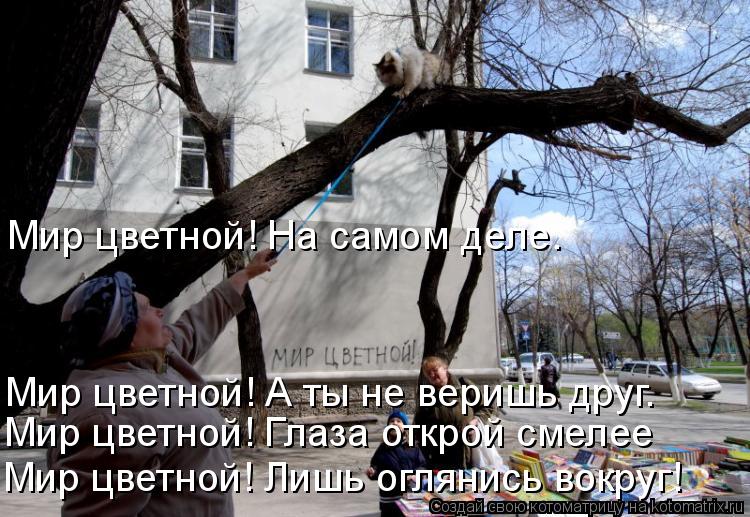 Мир цветной! А ты не веришь друг. Мир цветной! Глаза открой смелее Мир цветной! Лишь оглянись вокруг!... Котоматрица: Мир цветной! А ты не веришь друг. Мир цветной! Глаза открой смелее Мир цветной! Лишь оглянись вокруг! Мир цветной! На самом деле.