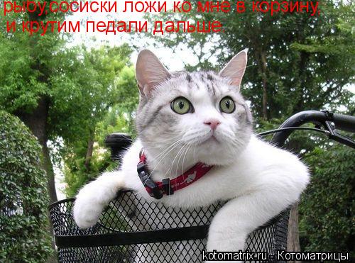 рыбу,сосиски ложи ко мне в корзину, и крутим педали дальше.... Котоматрица: рыбу,сосиски ложи ко мне в корзину, и крутим педали дальше.