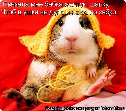 Котоматрица: Связала мне бабка желтую шапку, Чтоб в ушки не дуло и не было зябко.