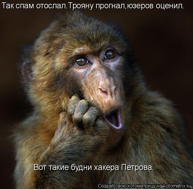 Котоматрица: Так спам отослал.Трояну прогнал,юзеров оценил. Вот такие будни хакера Петрова.
