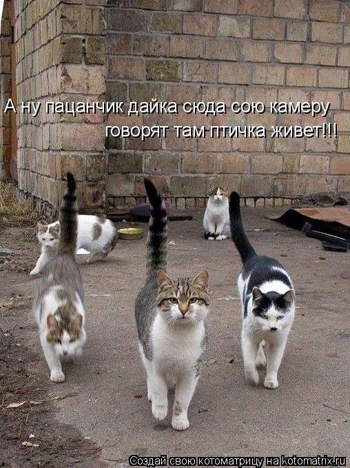 Котоматрица: А ну пацанчик дайка сюда сою камеру говорят там птичка живет!!!