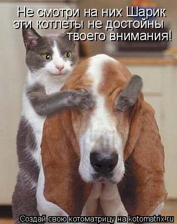 Котоматрица: Не смотри на них Шарик эти котлеты не достойны  твоего внимания!