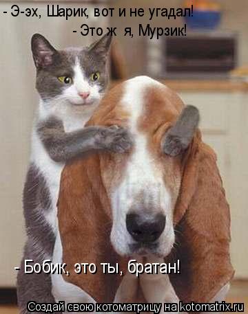 Котоматрица: - Бобик, это ты, братан! - Э-эх, Шарик, вот и не угадал! - Это ж  я, Мурзик!