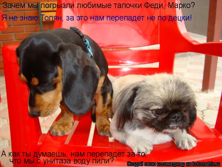 Котоматрица: Зачем мы погрызли любимые тапочки Феди, Марко? А как ты думаешь, нам перепадет за то, Я не знаю Толян, за это нам перепадет не по децки!  что мы 